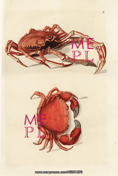 : Northern stone crab, Lithodes maja 1, and : Northern stone crab, Lithodes maja 1, and