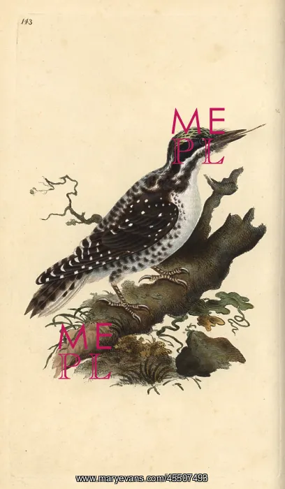 : Northern three-toed woodpecker, Picoides tridactylus : Northern three-toed woodpecker, Picoides tridactylus