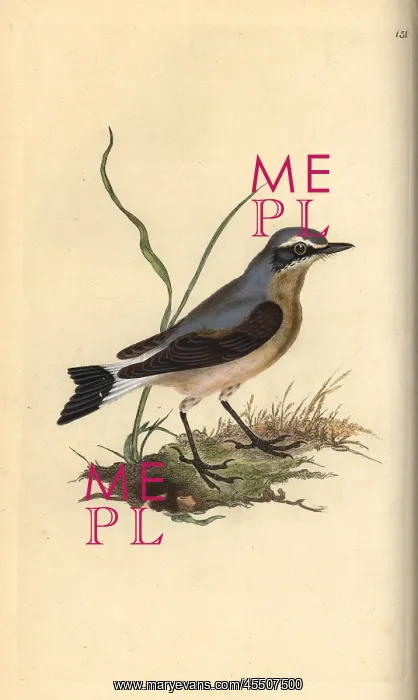 : Northern wheatear, Oenanthe oenanthe : Northern wheatear, Oenanthe oenanthe