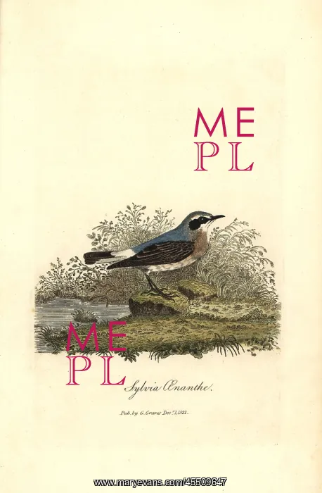 : Northern wheatear, Oenanthe oenanthe : Northern wheatear, Oenanthe oenanthe