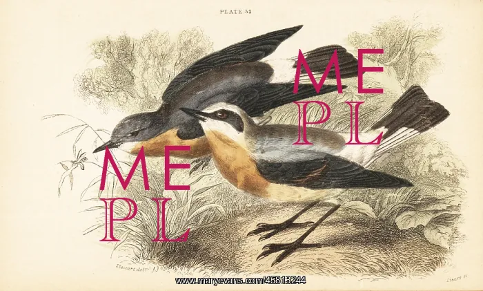 : Northern wheatear, Oenanthe oenanthe : Northern wheatear, Oenanthe oenanthe