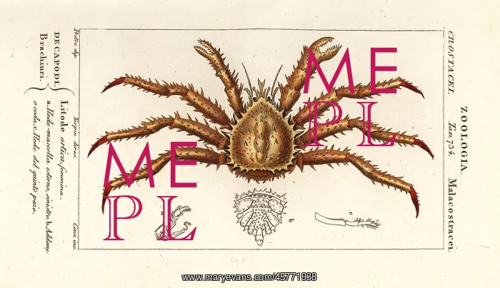 : Norway king crab, Lithodes maja : Norway king crab, Lithodes maja