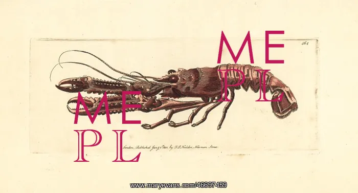 : Norway lobster, Nephrops norvegicus : Norway lobster, Nephrops norvegicus