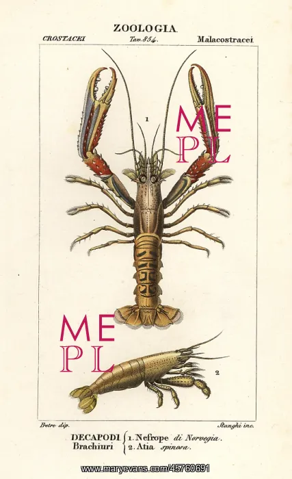 : Norway lobster and shrimp : Norway lobster and shrimp