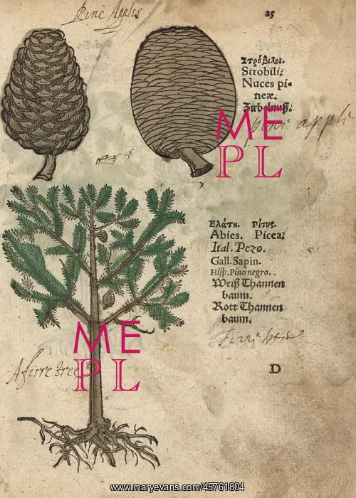 : Norway spruce, Picea abies : Norway spruce, Picea abies