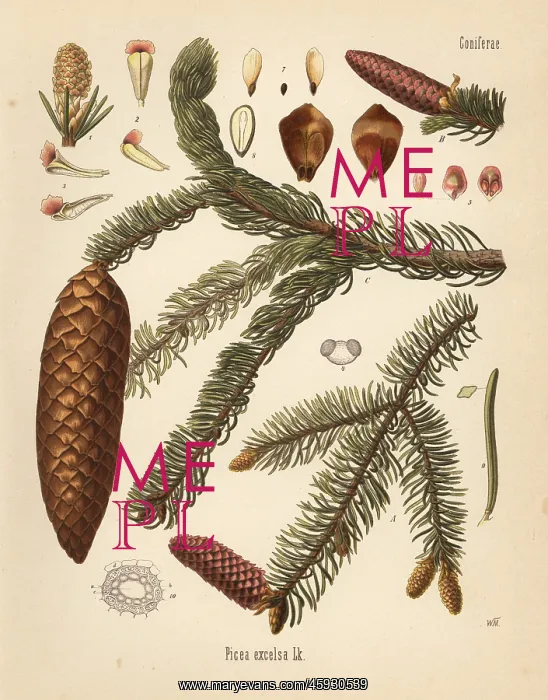 : Norway spruce, Picea abies : Norway spruce, Picea abies