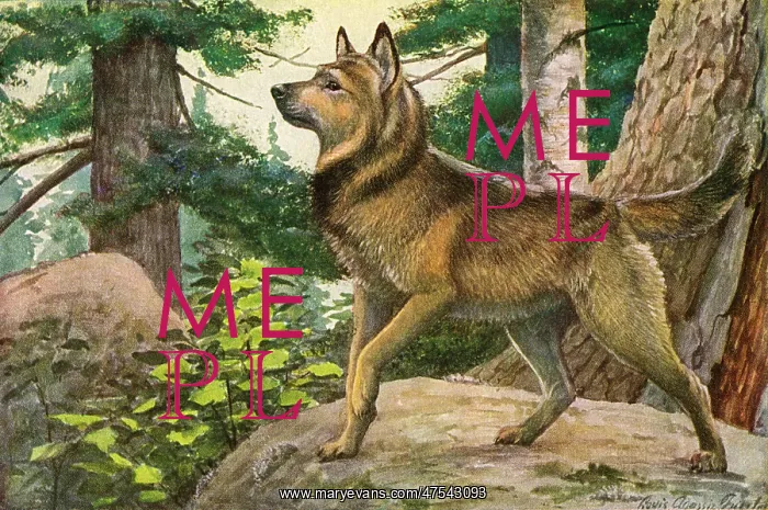 : Norwegian Elkhound : Norwegian Elkhound