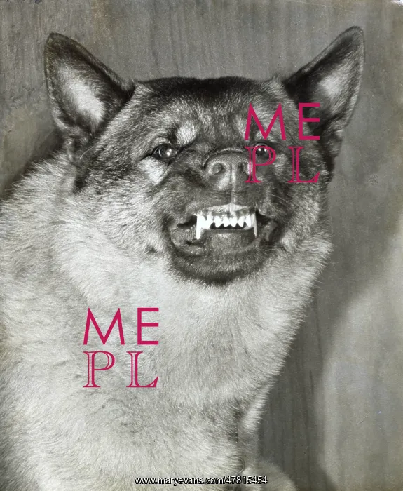  : Norwegian Elkhound dog snarling