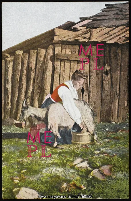 : NORWEGIAN MILKS GOAT - 1