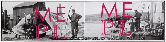 : Norwegian Whaling 1907 : Norwegian Whaling 1907