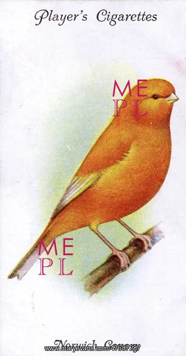  : Norwich Canary (Plainhead)