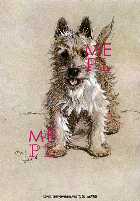  : Norwich Terrier