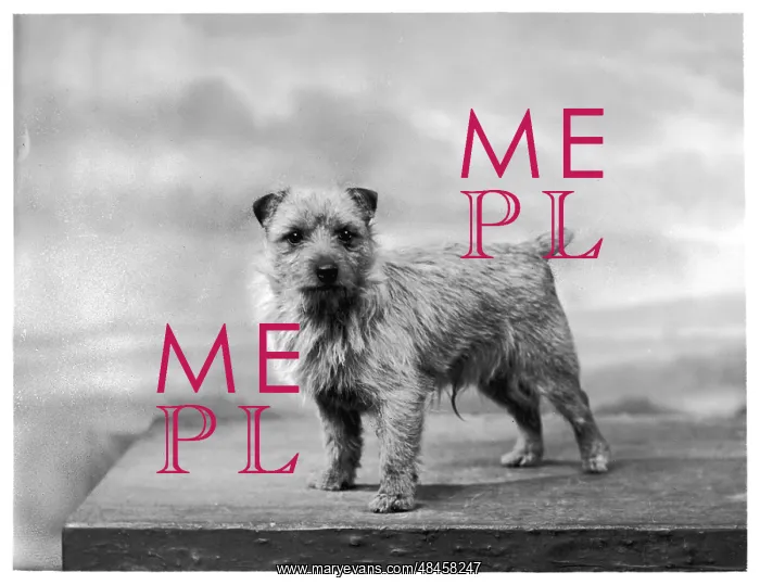  : NORWICH TERRIER