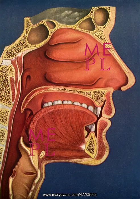  : Nose, Mouth, Throat