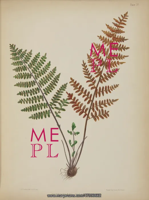 : Nothochloena marantoe : Nothochloena marantoe