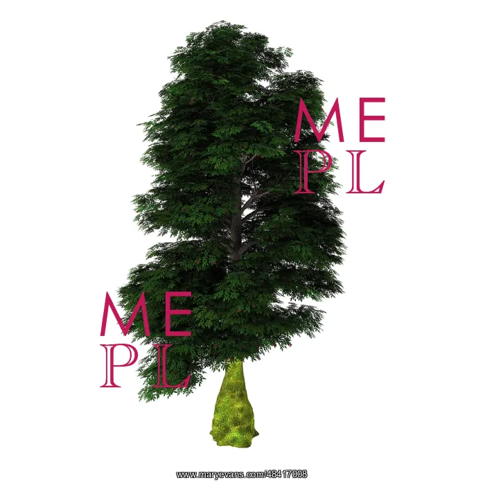 : Nothofagus antarctica tree on white background : Nothofagus antarctica tree on white background