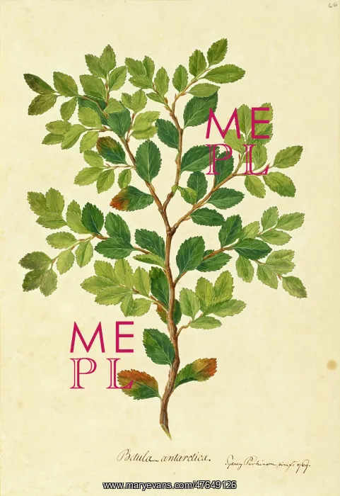 : Nothofagus betuloides : Nothofagus betuloides