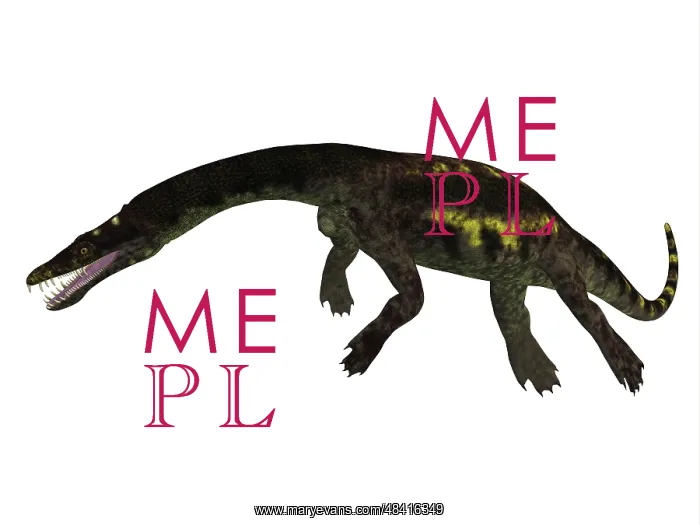 : Nothosaurus reptile, side view : Nothosaurus reptile, side view