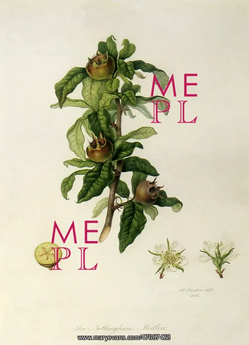 : Nottingham Medlars : Nottingham Medlars