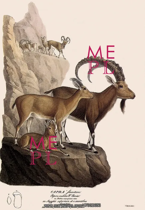  : Nubian IbeX
