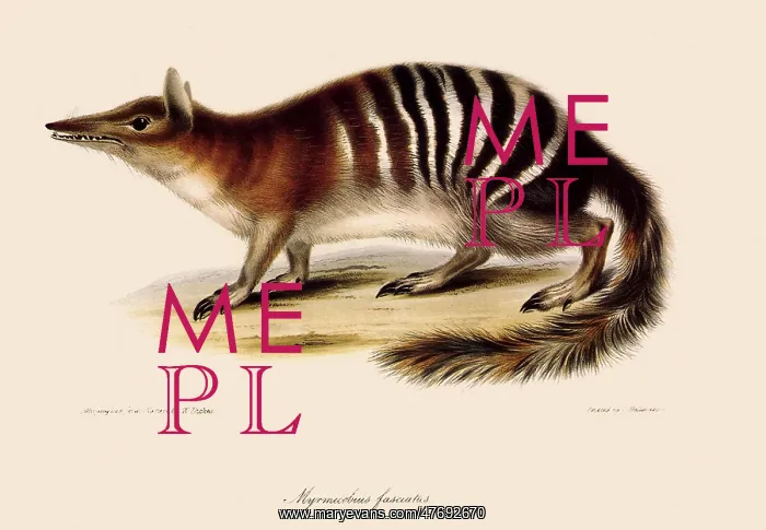  : Numbat