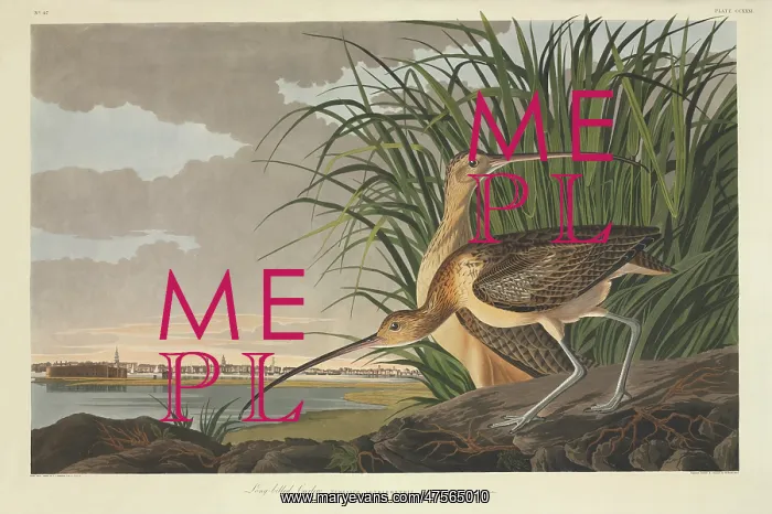 : Numenius americanus, long-billed curlew : Numenius americanus, long-billed curlew