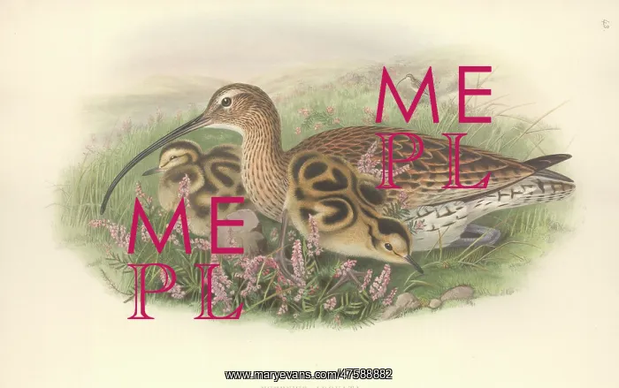 : Numenius arquata, Eurasian curlew : Numenius arquata, Eurasian curlew