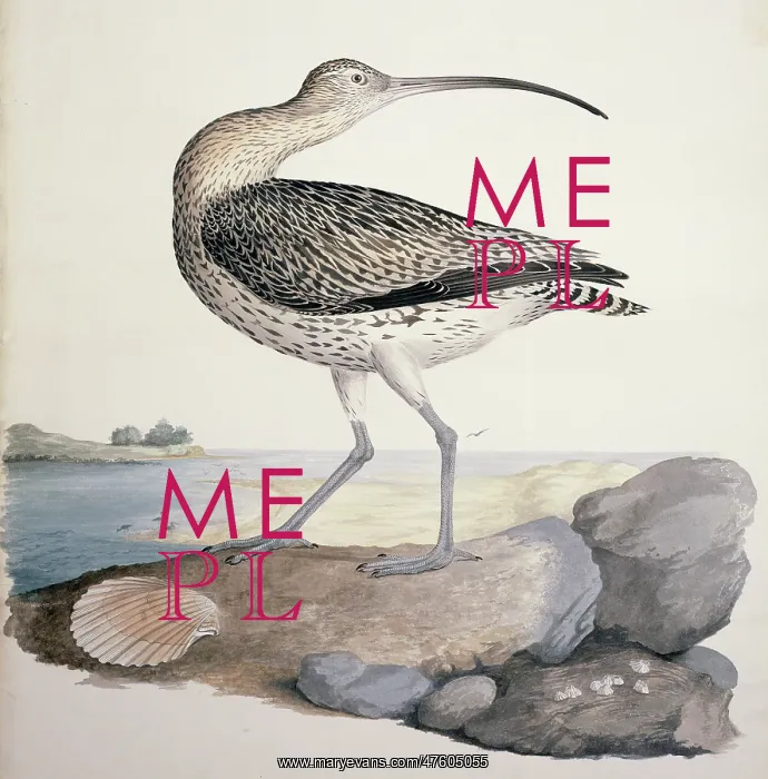 : Numenius arquata, Eurasian curlew : Numenius arquata, Eurasian curlew