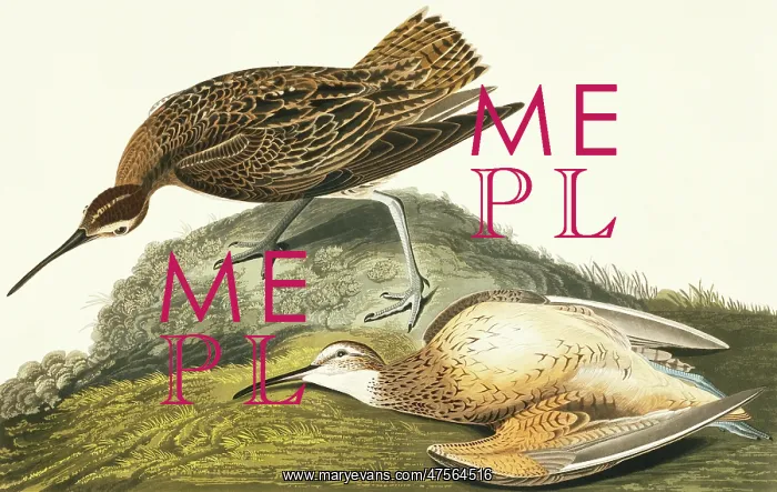 : Numenius borealis, Eskimo curlew : Numenius borealis, Eskimo curlew