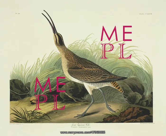 : Numenius phaeopus, whimbrel : Numenius phaeopus, whimbrel