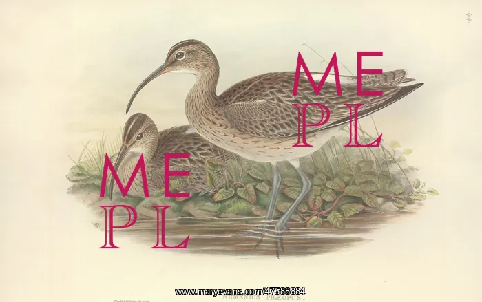 : Numenius phaeopus, whimbrel : Numenius phaeopus, whimbrel