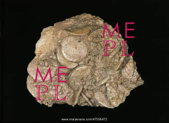 : Nummulites gizehensis, giant foraminiferan : Nummulites gizehensis, giant foraminiferan