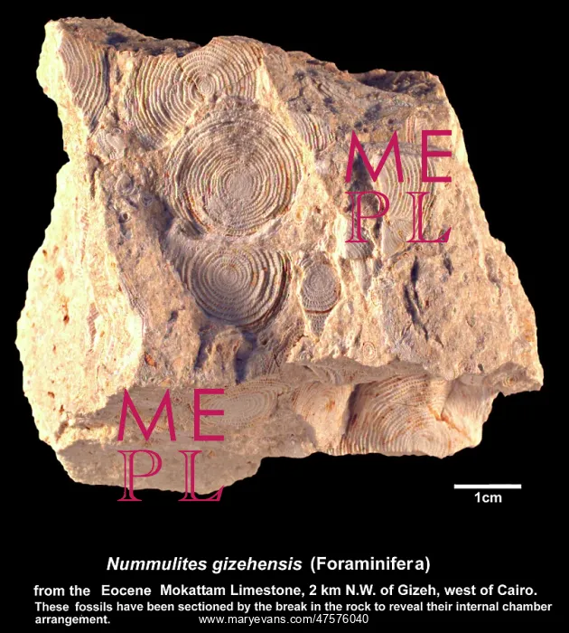 : Nummulites gizehensis, nummulites : Nummulites gizehensis, nummulites