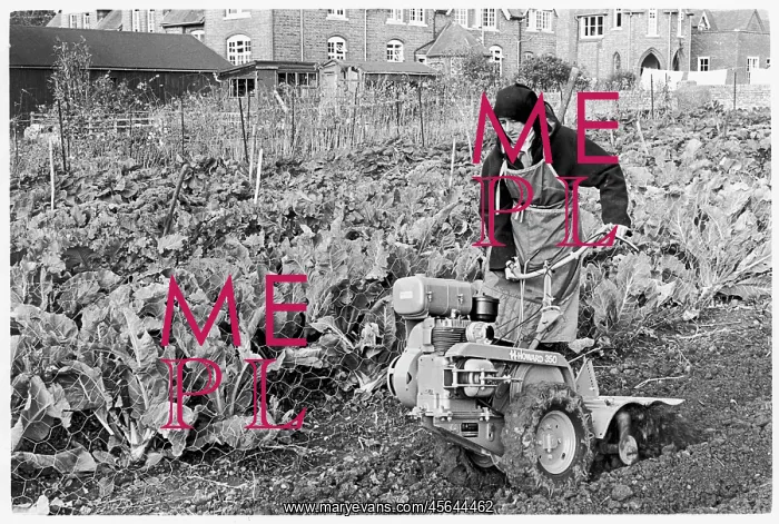 : Nun using rotovator for planting, Poor Clares Convent : Nun using rotovator for planting, Poor Clares Convent