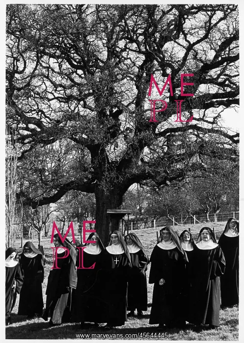 : Nuns under oak tree, St Cecilia's Abbey : Nuns under oak tree, St Cecilia's Abbey