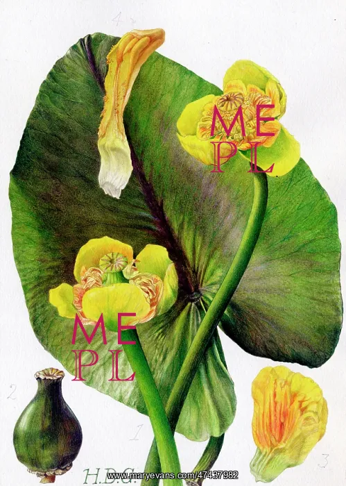  : Nuphar Luteum