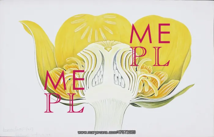 : Nuphar luteum, yellow pond lily : Nuphar luteum, yellow pond lily