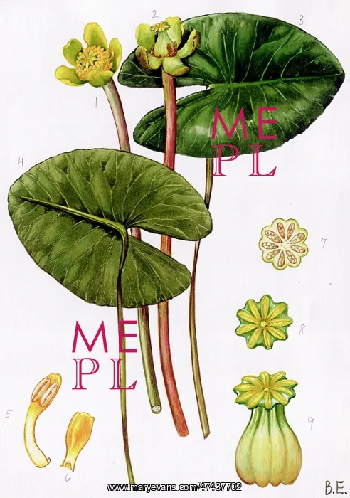  : Nuphar pumila