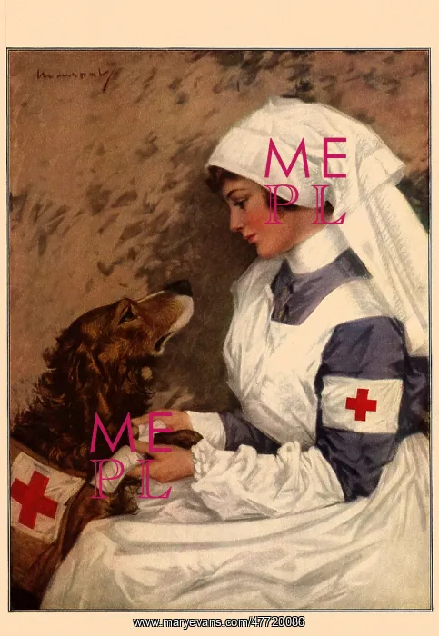  : Nurse Bandages Dog