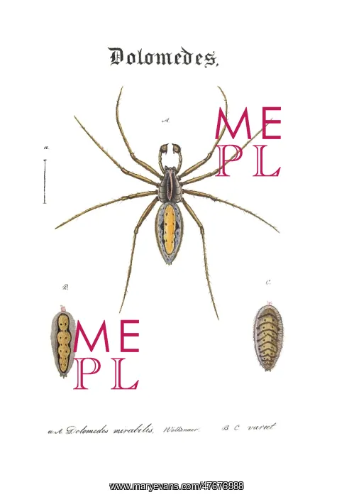 : Nursery Web Spider : Nursery Web Spider