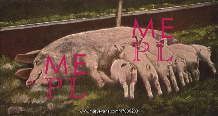  : Nursing Piglets