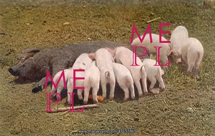  : Nursing Piglets