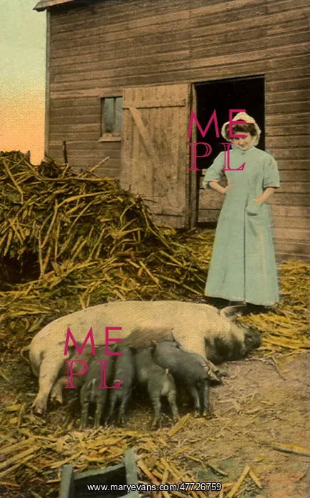  : Nursing Piglets