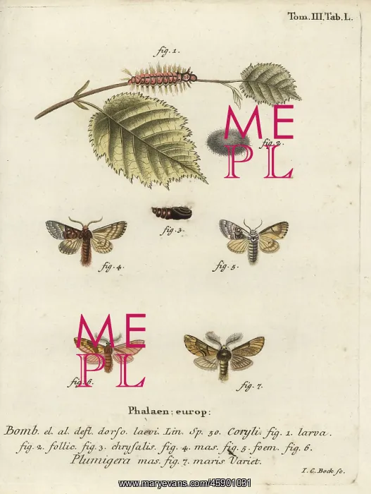 : Nut-tree tussock and plumed prominent : Nut-tree tussock and plumed prominent