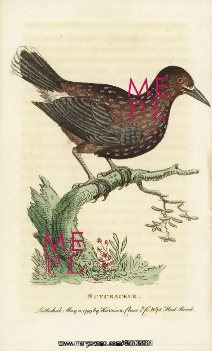 : Nutcracker, Nucifraga caryocatactes : Nutcracker, Nucifraga caryocatactes