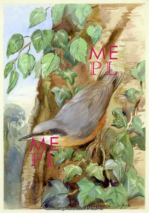  : Nuthatch on tree trunk with ivy