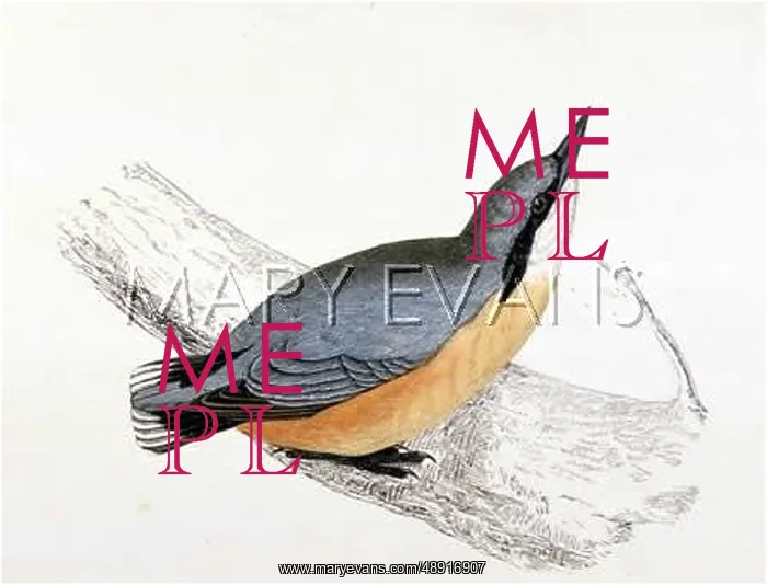  : NUTHATCH. (Sitta europaea)