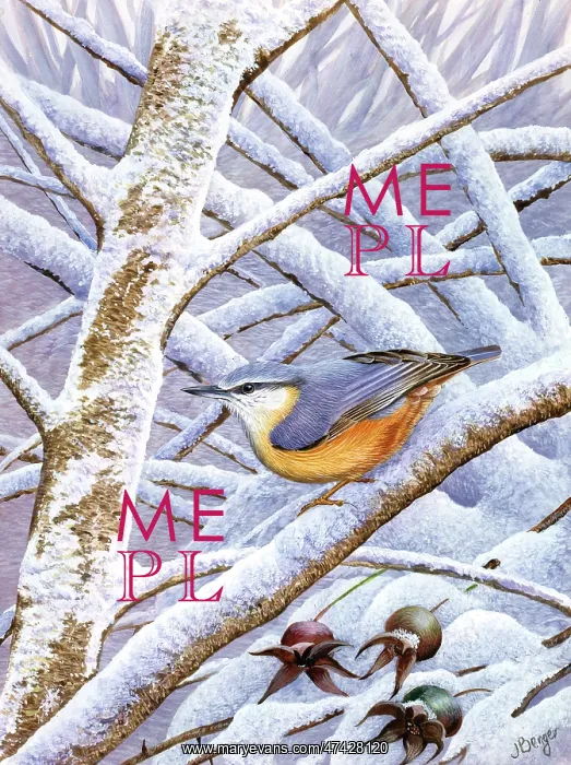  : Nuthatch on snowy branches