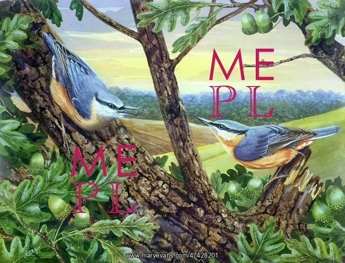 : Nuthatches: 2 birds on the boughs of an oak tree : Nuthatches: 2 birds on the boughs of an oak tree