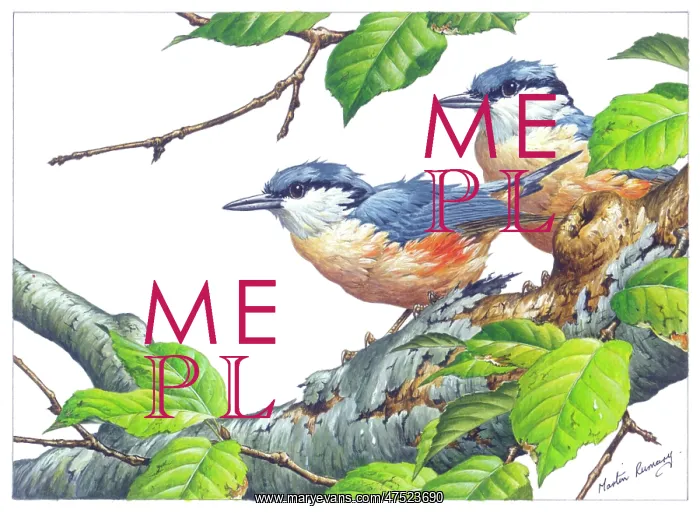  : Two Nuthatches on a branch